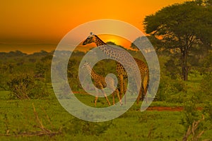 Giraffes and sunset in Tsavo East and Tsavo West National Park