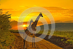 Giraffes and sunset in Tsavo East and Tsavo West National Park