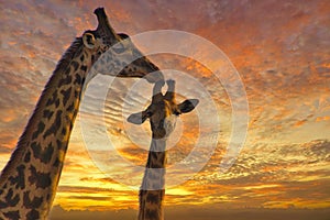 Giraffes and sunset in Tsavo East and Tsavo West National Park