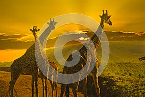 Giraffes and sunset in Tsavo East and Tsavo West National Park