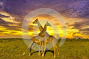 Giraffes and sunset in Tsavo East and Tsavo West National Park