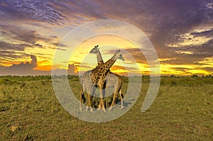 Giraffes and sunset in Tsavo East and Tsavo West National Park