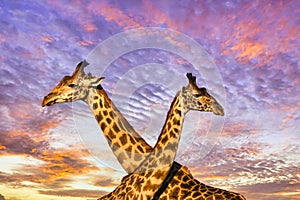 Giraffes and sunset in Tsavo East and Tsavo West National Park