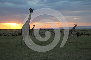 Giraffes at sunset in the wild maasai mara