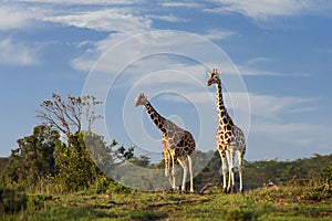 Giraffes in Sweetwaters, Ol Pejeta, Kenya, Africa