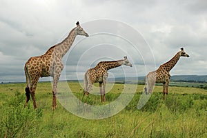 Giraffes in Tala Game Reserve, South Africa