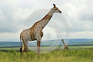 Giraffes in Tala Game reseve, South Africa