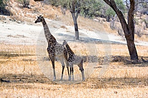 Giraffes in Tarangire