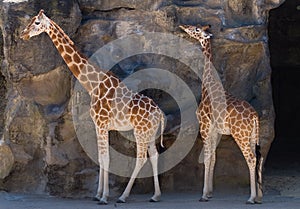 Giraffes in Taronga Zoo, Sydney