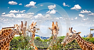 Giraffes at Taronga Zoo, Sydney. Australia.