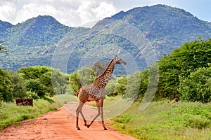 Giraffes in the Tsavo East, Tsavo West and Amboseli National Park