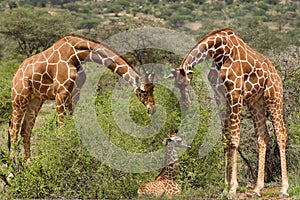 Giraffes in the Tsavo East, Tsavo West and Amboseli National Park