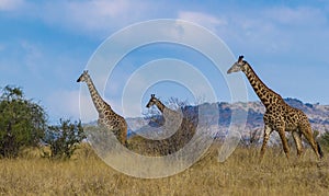 Giraffes in Tsavo west national park kenya Africa with Blue Sky