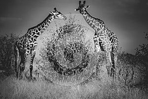 Giraffes in Tsavo West National Park Kenya East Africa. Black And White