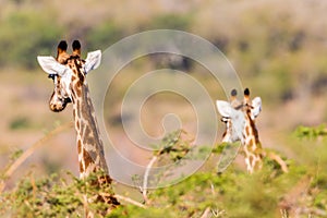 Giraffes Two Alert Wildlife