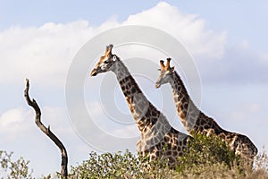 Giraffes Two Animals