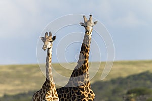 Giraffes Two Portrait