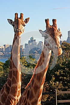 Giraffes in urban zoo photo