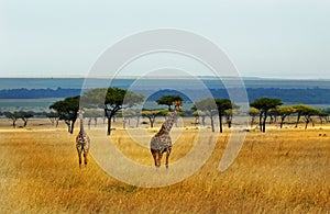 Giraffes on the vast plains of the Masai Mara