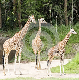 Giraffes walking along in a wildlife park