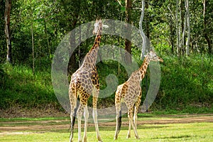 Giraffes walking in the grass in Australia zoo