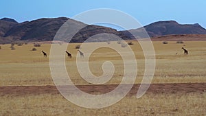 Giraffes walking in the Kaokoveld region in Namibia, Africa.