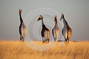 Giraffes walking off into the horizon at sunset