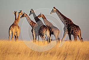 Giraffes walking off into the horizon at sunset