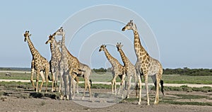 Giraffes walking over Etosha plains