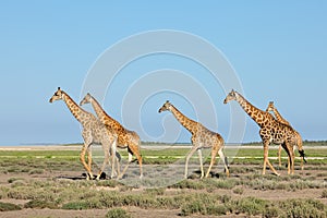 Giraffes walking over Etosha plains