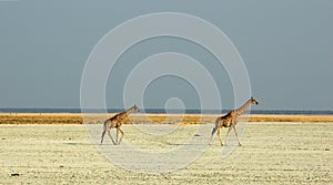 Giraffes walking through saltpan