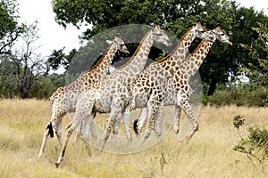 Giraffes walking in savanna, Botswana, Africa