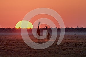 Giraffes walking into the sunset.