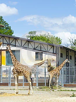 Giraffes walking in the zoo