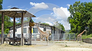 Giraffes walking in the zoo