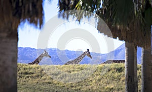 Giraffes wandering behind a hill