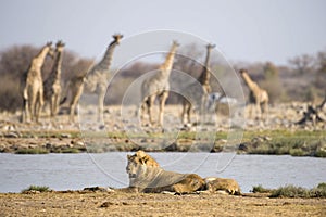 Giraffes watch lions in Etosha National Park.