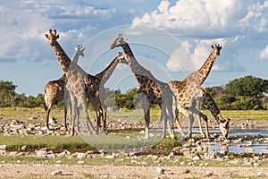 Giraffes at a water hole, Etosha National Park