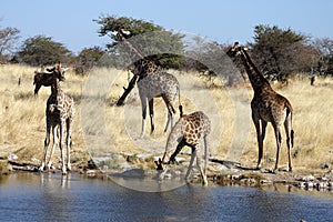 Giraffes at the waterhole