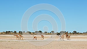 Giraffes at waterhole
