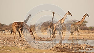 Giraffes at waterhole