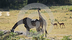 Giraffes at waterhole