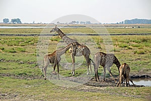 Giraffes at the waterhole in Botswana