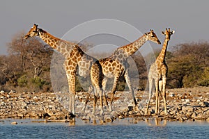 Giraffes at a waterhole - Etosha National Park