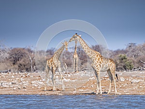 Giraffes at waterhole - Etosha National Park - Namibia