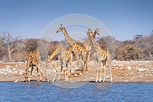 Giraffes at waterhole - Etosha National Park - Namibia