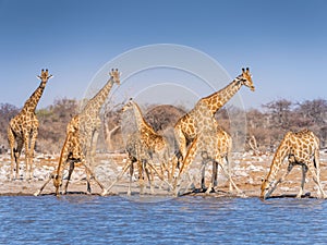 Giraffes at waterhole - Etosha National Park - Namibia