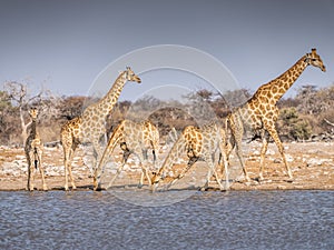 Giraffes at waterhole - Etosha National Park - Namibia