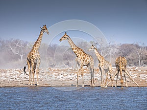 Giraffes at waterhole - Etosha National Park - Namibia