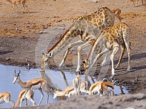 Giraffes at waterhole - Etosha National Park - Namibia